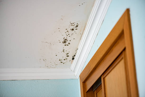 Best Mold Damage Repair  in Angola, IN