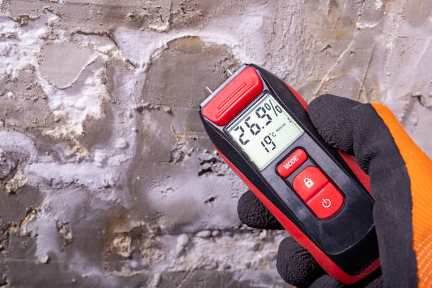 Best Affordable Mold Removal  in Angola, IN