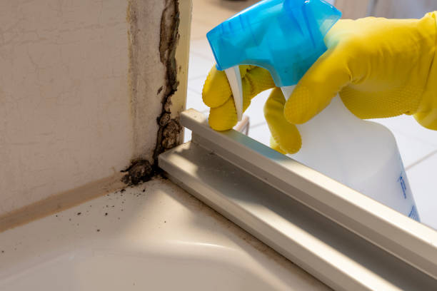 Best Office Mold Removal Services  in Angola, IN