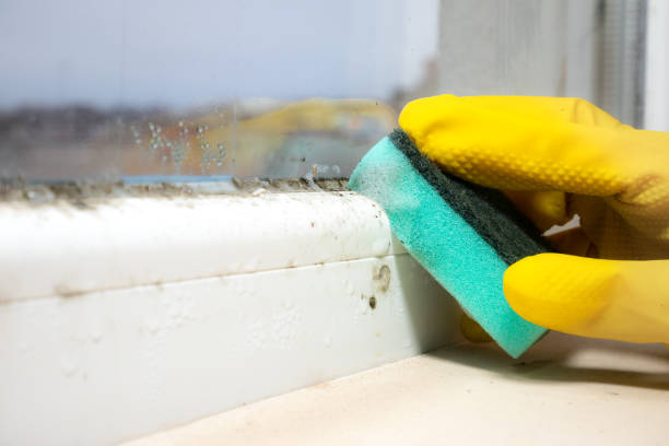 Best Mold Testing  in Angola, IN