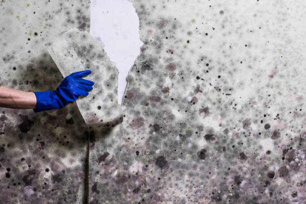 Best Home Mold Removal  in Angola, IN